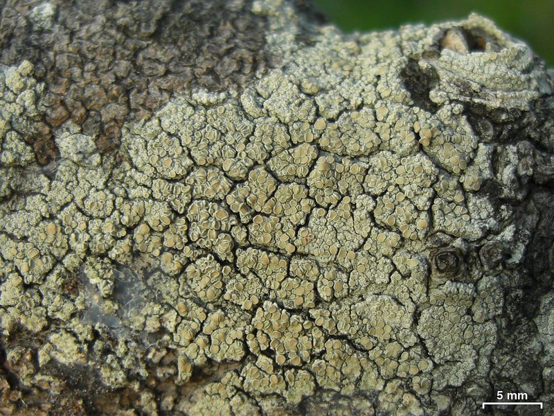 Lecanora achroides