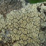 Lecanora achroides