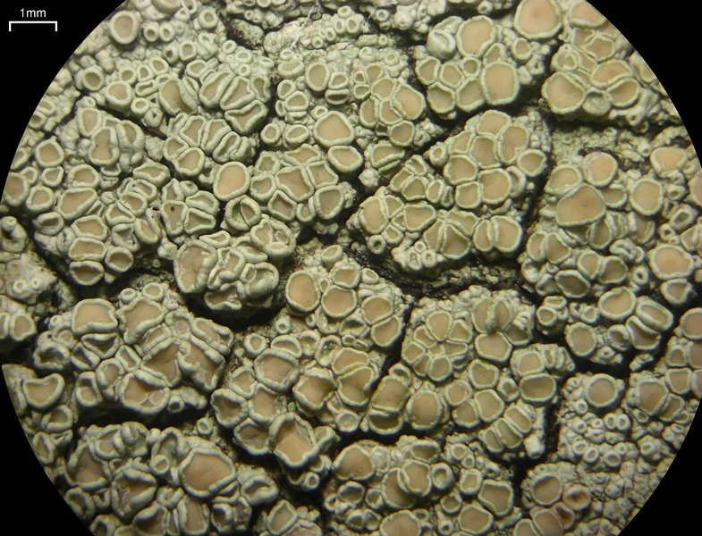 Lecanora achroides