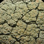 Lecanora achroides