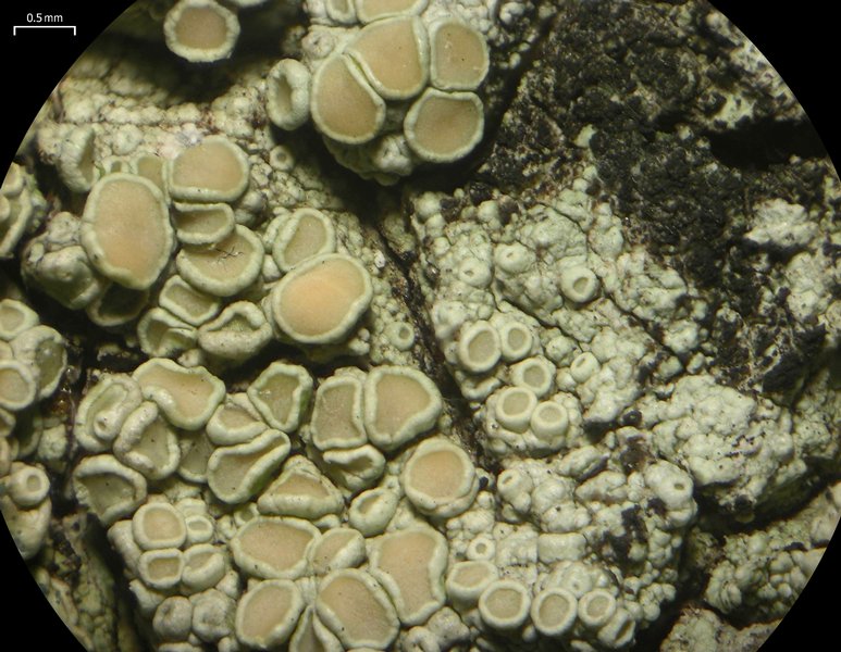 Lecanora achroides