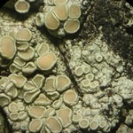 Lecanora achroides
