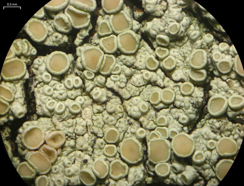 Lecanora achroides