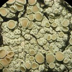 Lecanora achroides