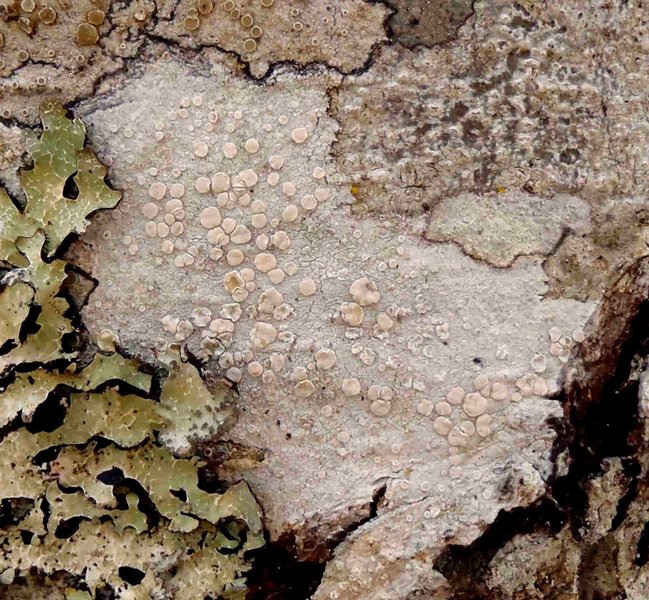 Lecanora albella