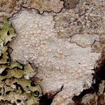 Lecanora albella