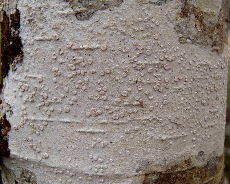 Lecanora albella