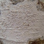 Lecanora albella