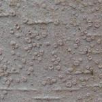 Lecanora albella