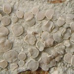Lecanora albella