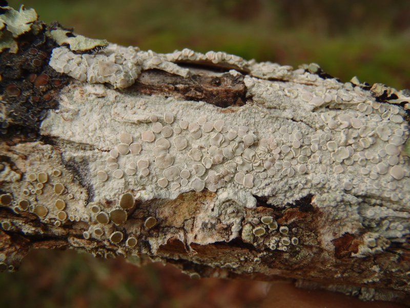 Lecanora albella