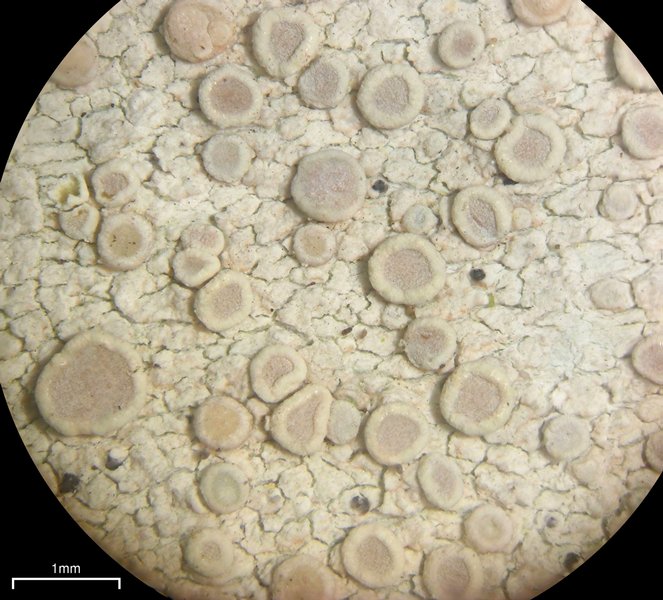 Lecanora albella