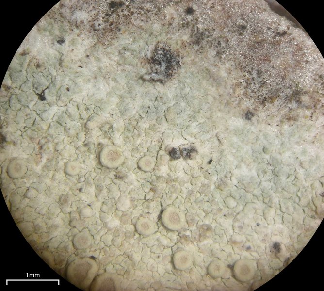 Lecanora albella