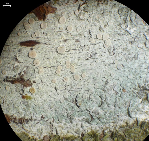 Lecanora albella