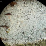 Lecanora albella