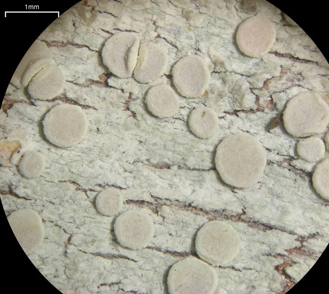 Lecanora albella