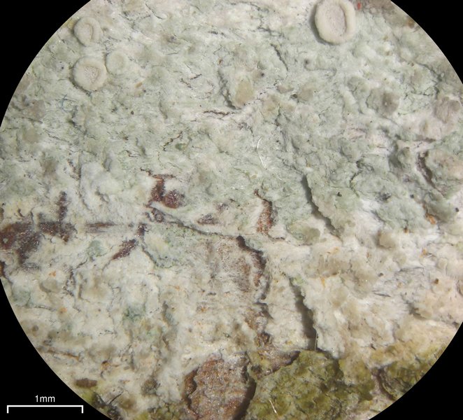 Lecanora albella