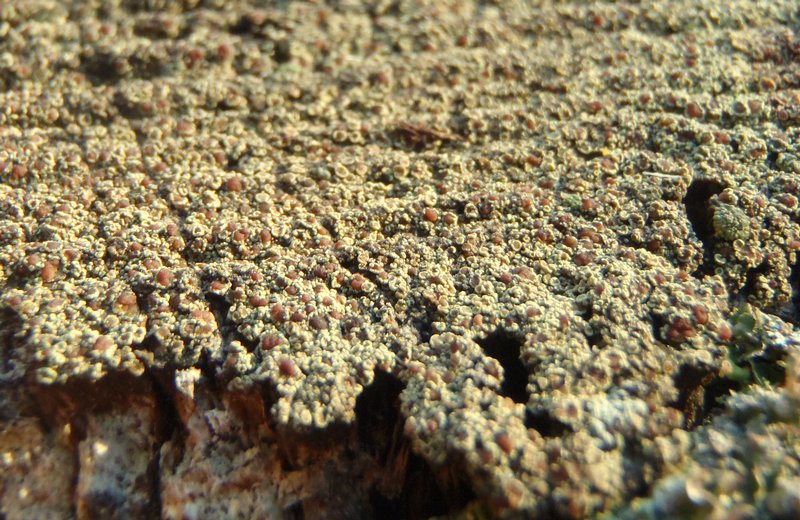 Lecanora albellula