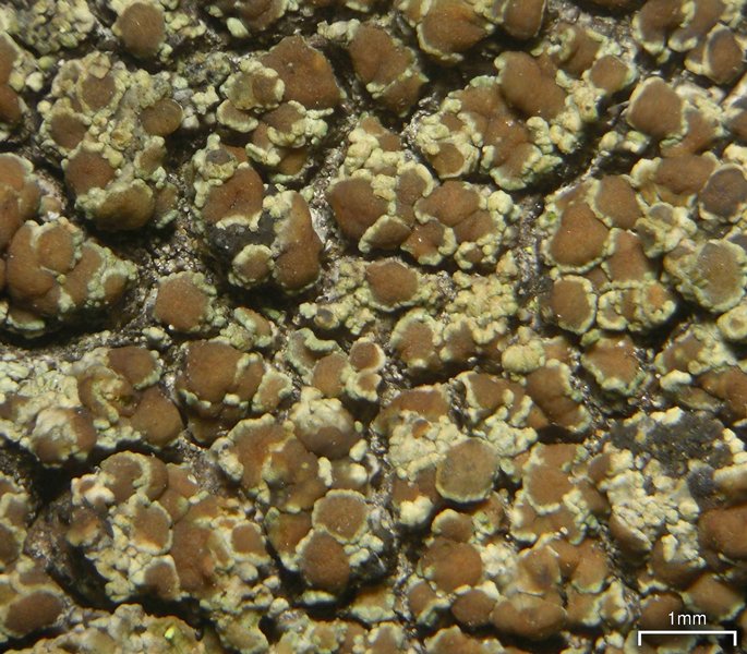 Lecanora albellula