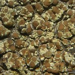 Lecanora albellula