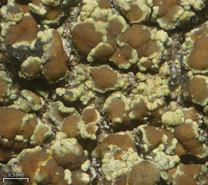 Lecanora albellula