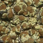 Lecanora albellula