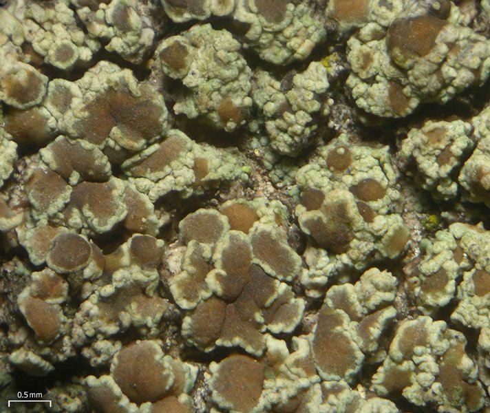 Lecanora albellula