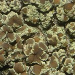 Lecanora albellula