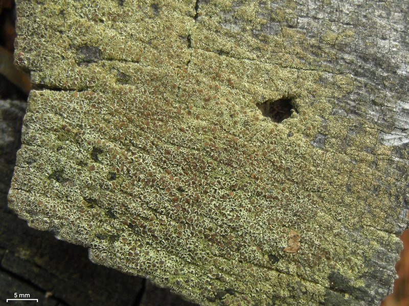 Lecanora albellula
