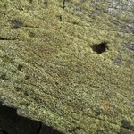 Lecanora albellula