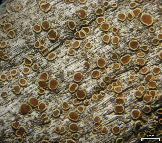 Lecanora albellula