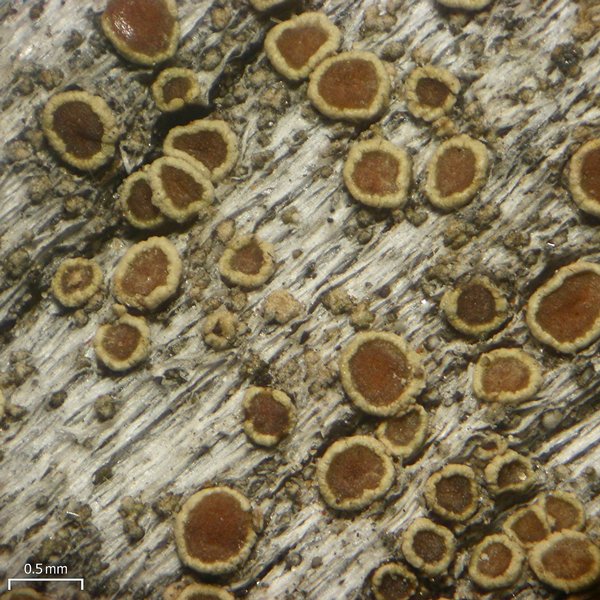 Lecanora albellula