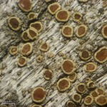 Lecanora albellula
