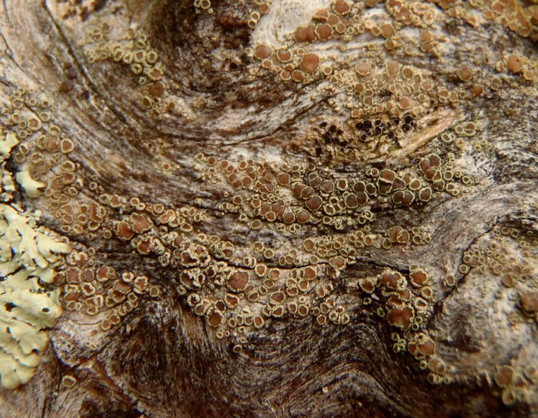 Lecanora albellula