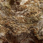 Lecanora albellula