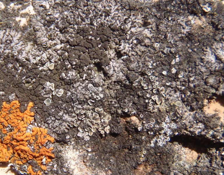 Lecanora albescens