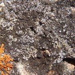 Lecanora albescens