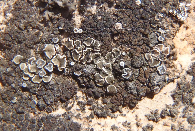 Lecanora albescens