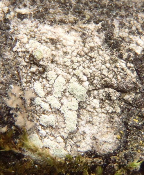 Lecanora allophana f. sorediata