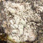 Lecanora allophana f. sorediata