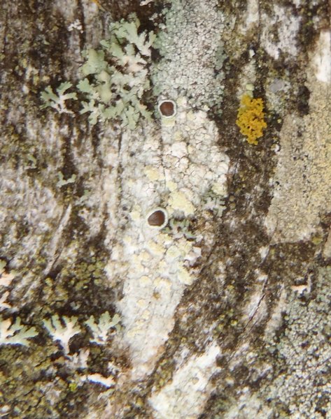 Lecanora allophana f. sorediata