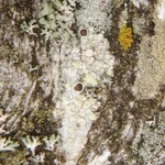 Lecanora allophana f. sorediata