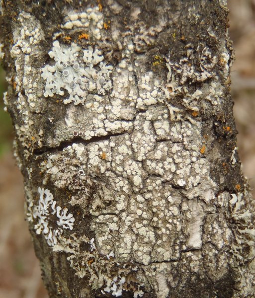 Lecanora allophana f. sorediata
