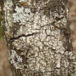 Lecanora allophana f. sorediata