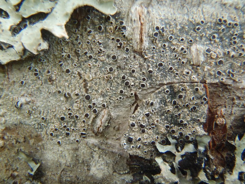 Lecanora allophana