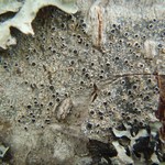 Lecanora allophana