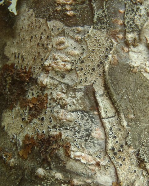 Lecanora allophana