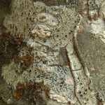 Lecanora allophana