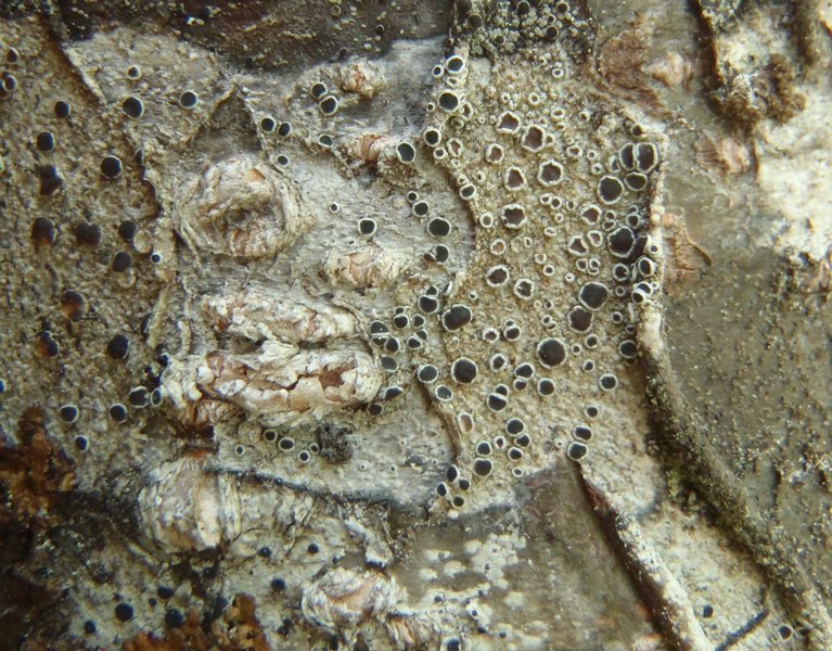 Lecanora allophana