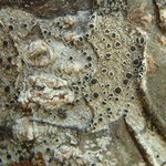 Lecanora allophana